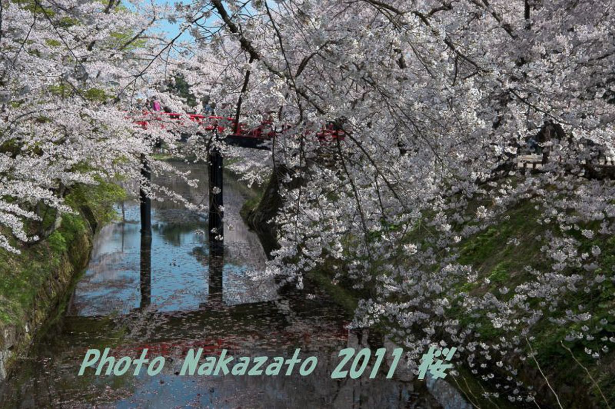 弘前城の桜